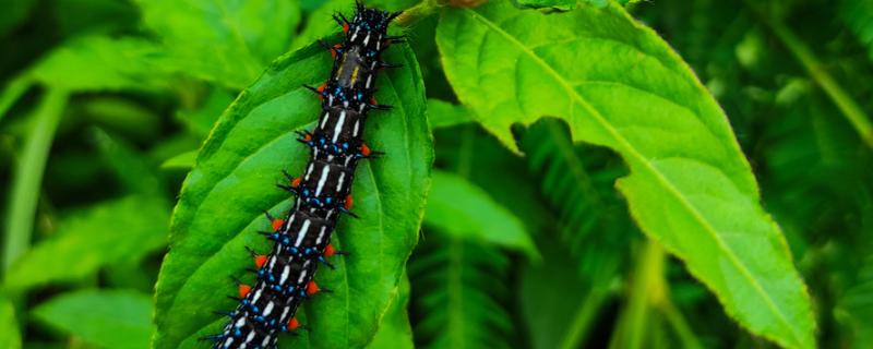 食叶类的害虫，有刺蛾、大蚕蛾、尺蛾等