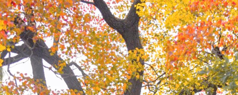 乌桕树介绍，叶片会在秋季变成火红色
