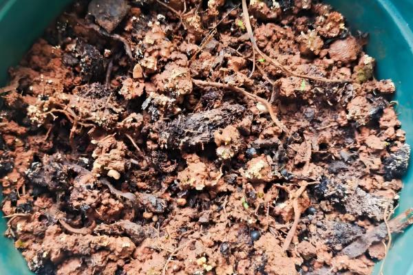 如何养殖四季凤仙花，冬季要全天接受光照