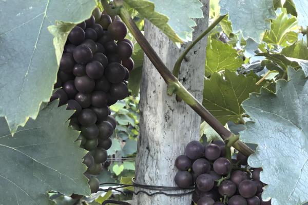 葡萄什么时候修剪,主要集中在春季、花前和花后