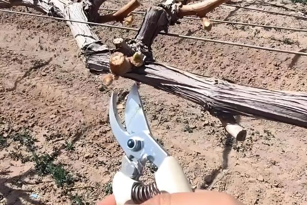 葡萄什么时候修剪,主要集中在春季、花前和花后