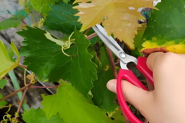 葡萄什么时候修剪,主要集中在春季、花前和花后
