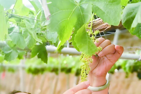 葡萄什么时候修剪,主要集中在春季、花前和花后