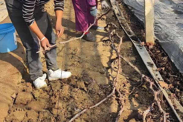 葡萄什么时候修剪,主要集中在春季、花前和花后