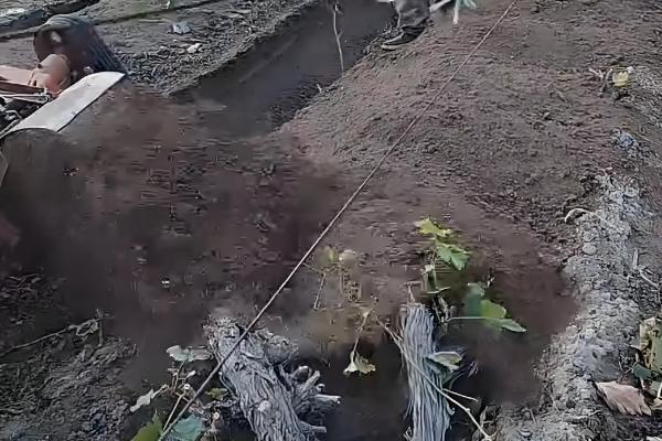 葡萄什么时候修剪,主要集中在春季、花前和花后