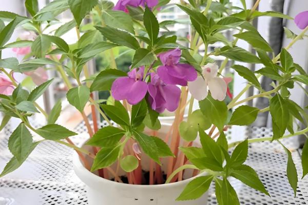 如何养殖四季凤仙花，冬季要全天接受光照