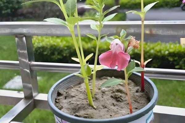如何养殖四季凤仙花，冬季要全天接受光照