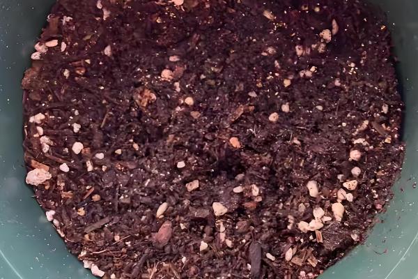 如何养殖四季凤仙花，冬季要全天接受光照