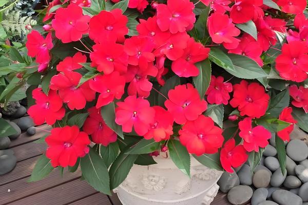 如何养殖四季凤仙花，冬季要全天接受光照