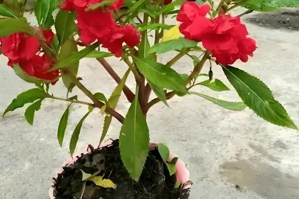 如何养殖四季凤仙花，冬季要全天接受光照