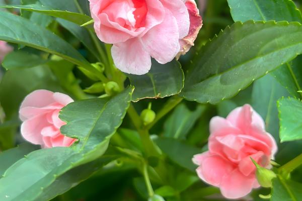 如何养殖四季凤仙花，冬季要全天接受光照