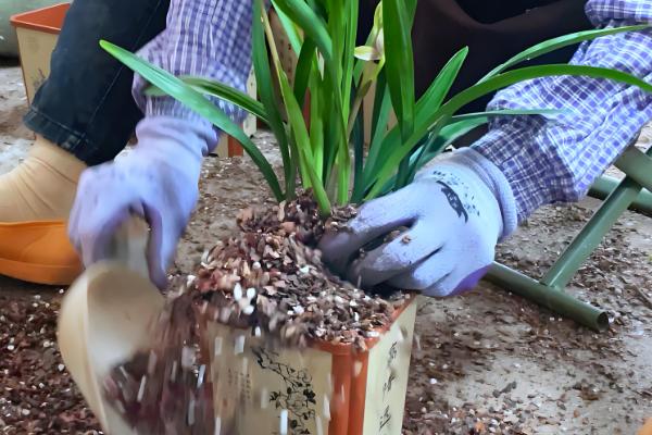 兰草的养殖方法，开花期使用磷酸二氢钾