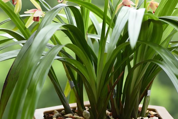 兰草的养殖方法，开花期使用磷酸二氢钾