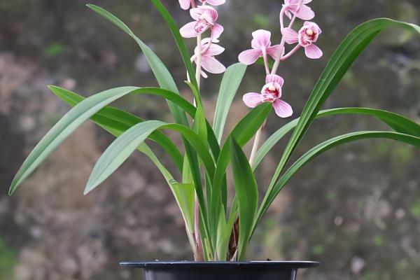 兰草的养殖方法，开花期使用磷酸二氢钾