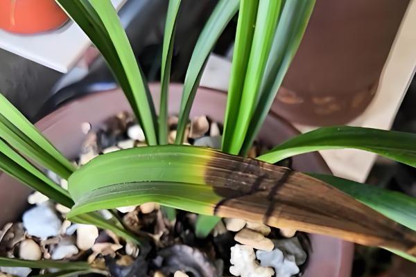 兰草的养殖方法，开花期使用磷酸二氢钾