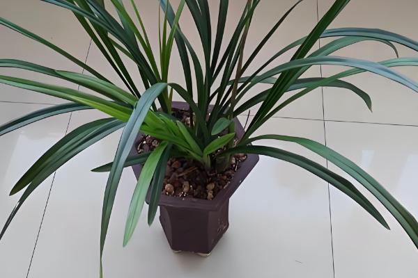 兰草的养殖方法，开花期使用磷酸二氢钾