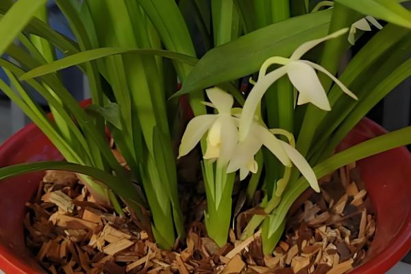 兰草的养殖方法，开花期使用磷酸二氢钾