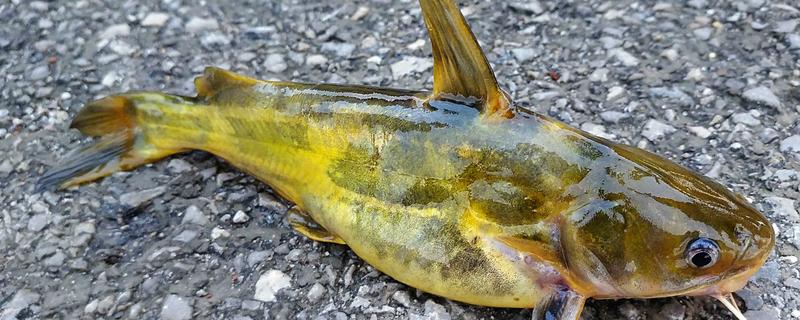 黄骨鱼和黄颡鱼的区别，黄骨鱼是黄颡鱼的俗称