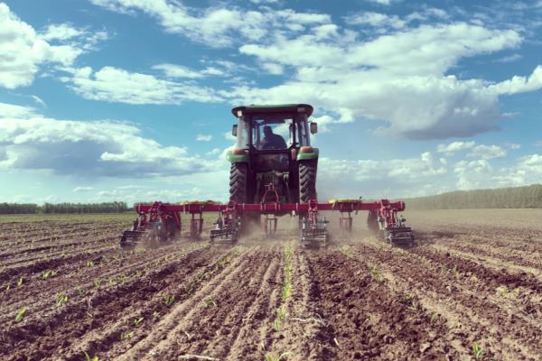 柿子树怎么管理，萌芽前和开花前后各灌一次水