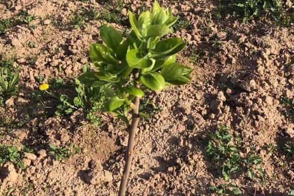 柿子树怎么管理，萌芽前和开花前后各灌一次水