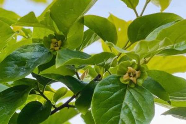 柿子树怎么管理，萌芽前和开花前后各灌一次水