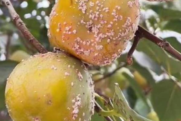 柿子树怎么管理，萌芽前和开花前后各灌一次水