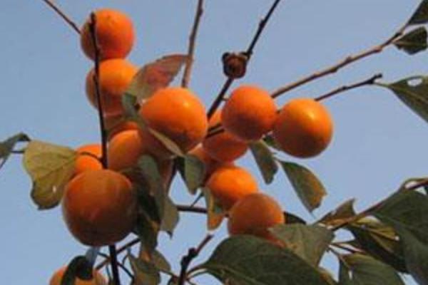 柿子树怎么管理，萌芽前和开花前后各灌一次水