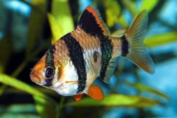 虎皮鱼好不好养,适宜在高温高氧的水中生存