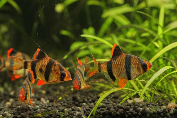 虎皮鱼好不好养,适宜在高温高氧的水中生存