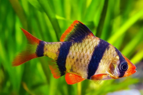 虎皮鱼好不好养,适宜在高温高氧的水中生存