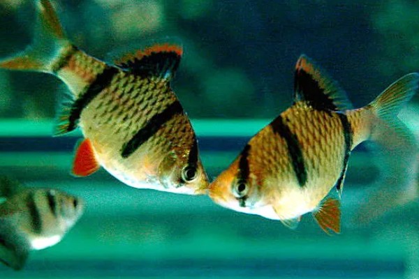 虎皮鱼好不好养,适宜在高温高氧的水中生存