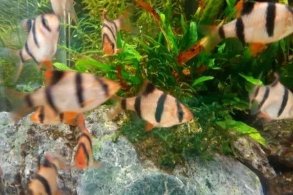 虎皮鱼好不好养,适宜在高温高氧的水中生存