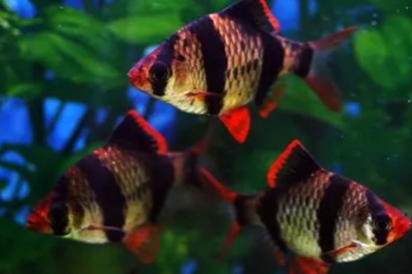 虎皮鱼好不好养,适宜在高温高氧的水中生存