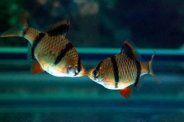 虎皮鱼好不好养,适宜在高温高氧的水中生存