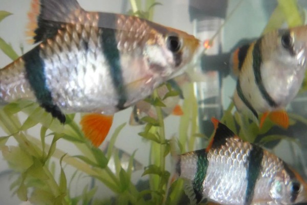 虎皮鱼好不好养,适宜在高温高氧的水中生存