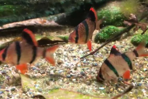 虎皮鱼好不好养,适宜在高温高氧的水中生存