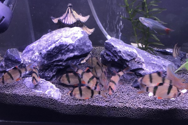 虎皮鱼好不好养,适宜在高温高氧的水中生存