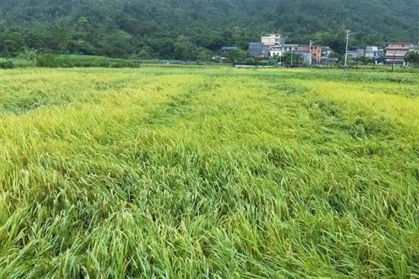 水稻倒伏后怎么办,严重倒伏时可扶稻扎把