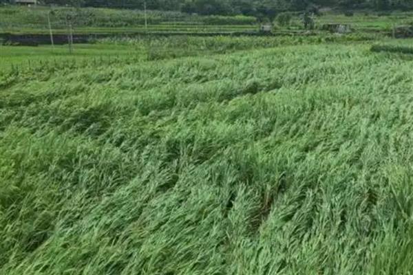 水稻倒伏后怎么办,严重倒伏时可扶稻扎把