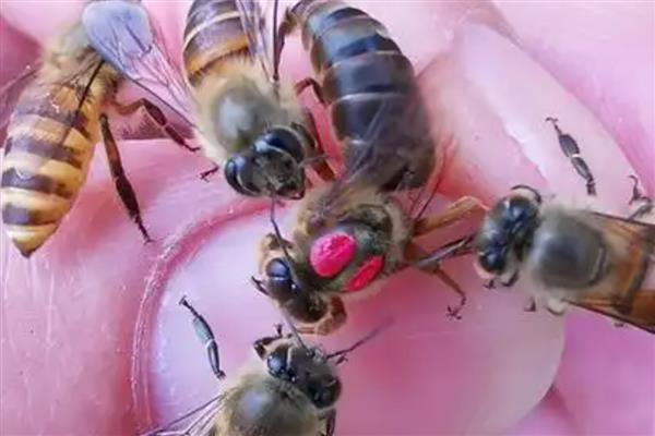 如何辨别中蜂阿坝王，可以从外形及产地辨别