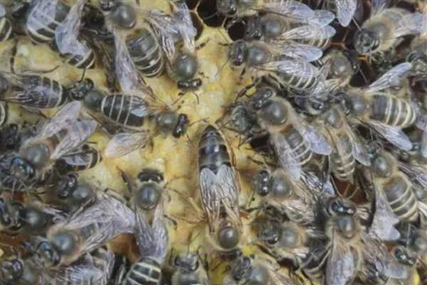 如何辨别中蜂阿坝王，可以从外形及产地辨别