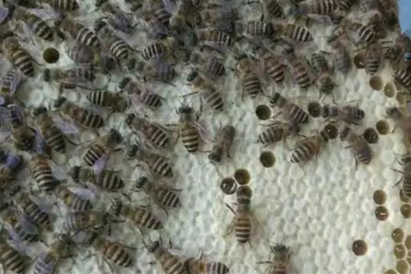 如何辨别中蜂阿坝王，可以从外形及产地辨别