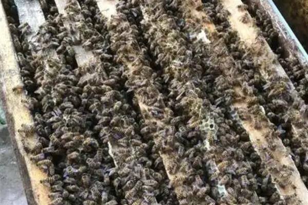 如何辨别中蜂阿坝王，可以从外形及产地辨别