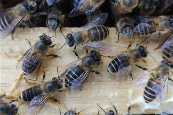 如何辨别中蜂阿坝王，可以从外形及产地辨别