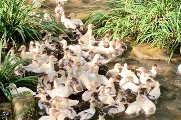 野鸭子的养殖方法,一周龄以后可让它们下水