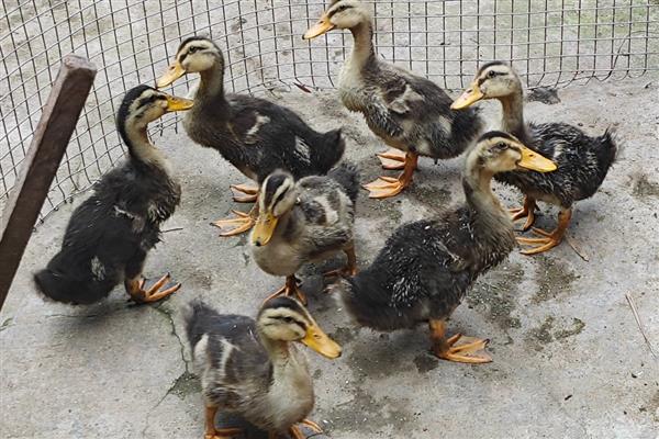野鸭子的养殖方法,一周龄以后可让它们下水
