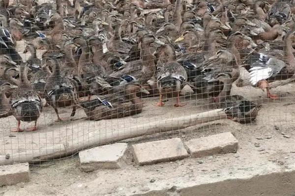 野鸭子的养殖方法,一周龄以后可让它们下水