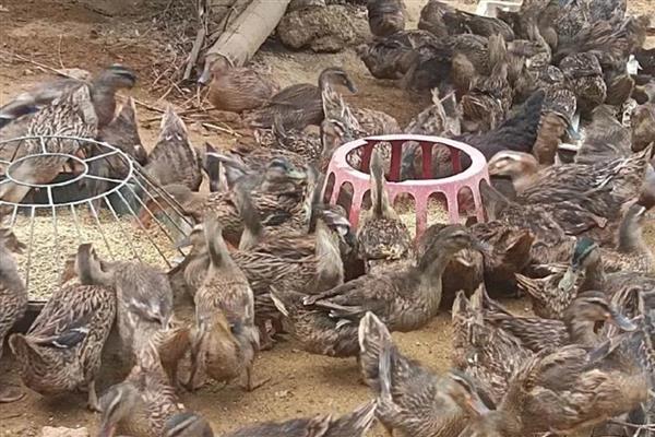 野鸭子的养殖方法,一周龄以后可让它们下水