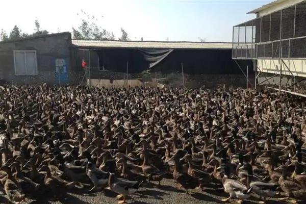 野鸭子的养殖方法,一周龄以后可让它们下水