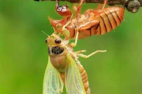 蝉脱壳所需时间，经过1小时左右便可完成